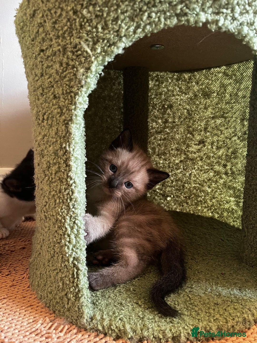 Ragdoll cats for sale: Ragdoll X kittens  - Advert 2