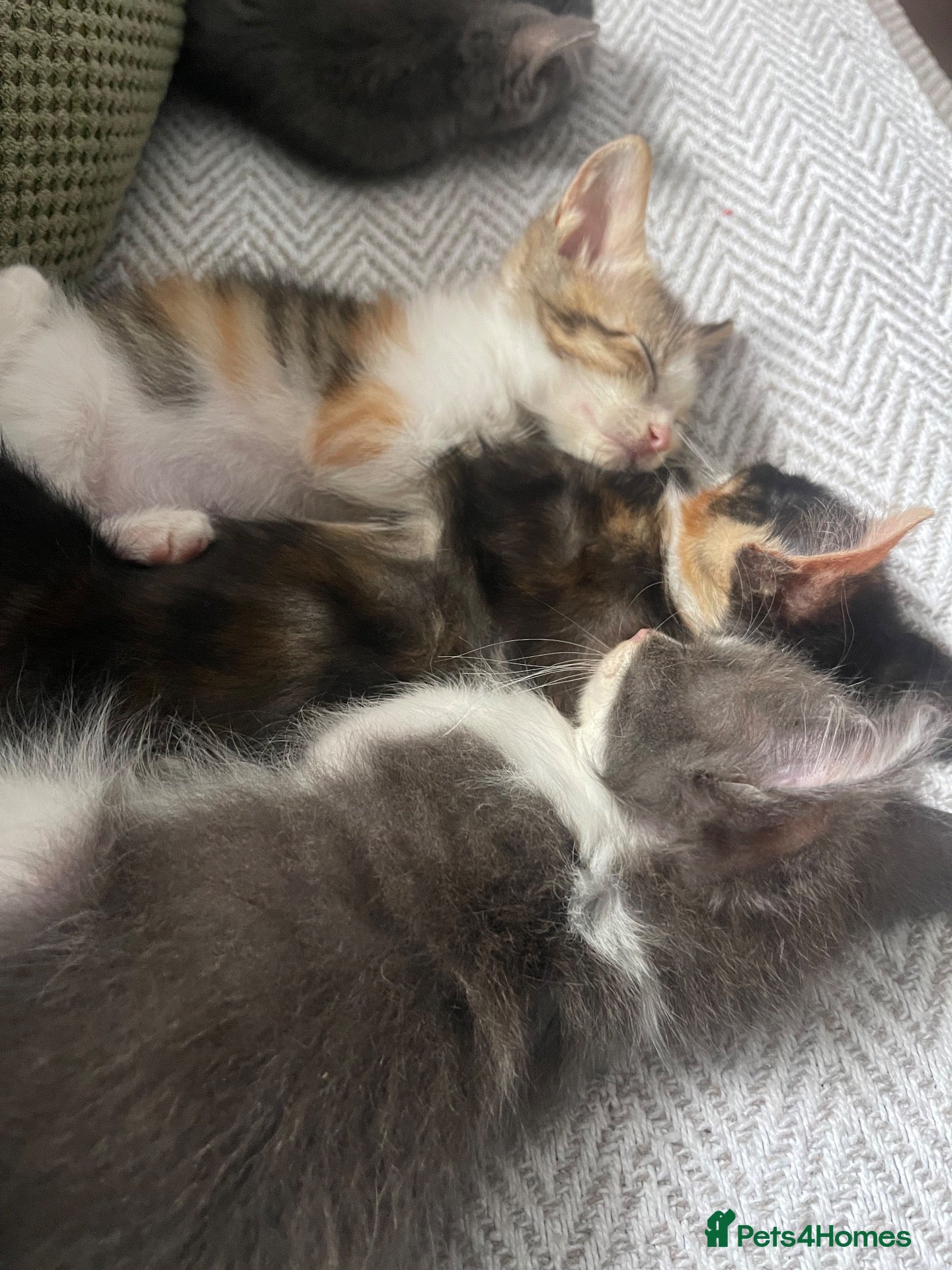 Mixed Breed cats 2 grey and white boys 2 torte girls  - Advert 1