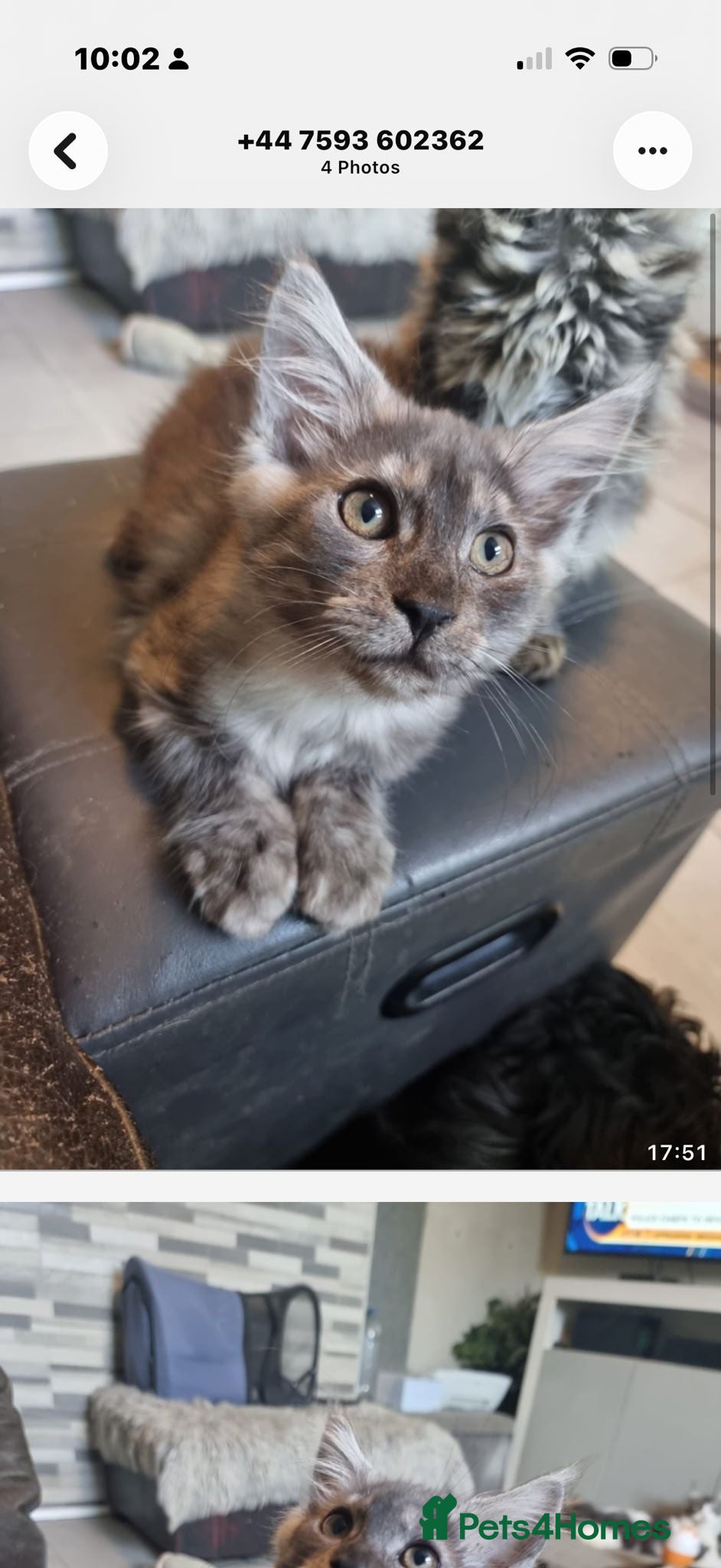 Maine Coon cats DNA tested parents.babies ready now x  - Advert 17