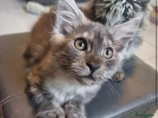 Maine Coon cats DNA tested parents.babies ready now x - Advert 17