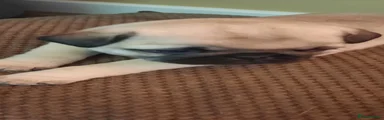 Pug Puppy 2