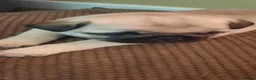 Pug dogs for sale: Pug puppies for sale  in Thornton-Cleveleys - Advert 3