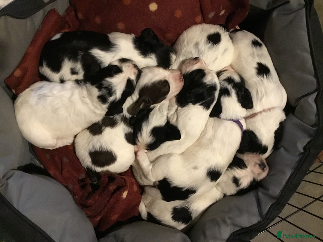 Sprocker dogs for sale: Female Sprocker puppy - Image 4