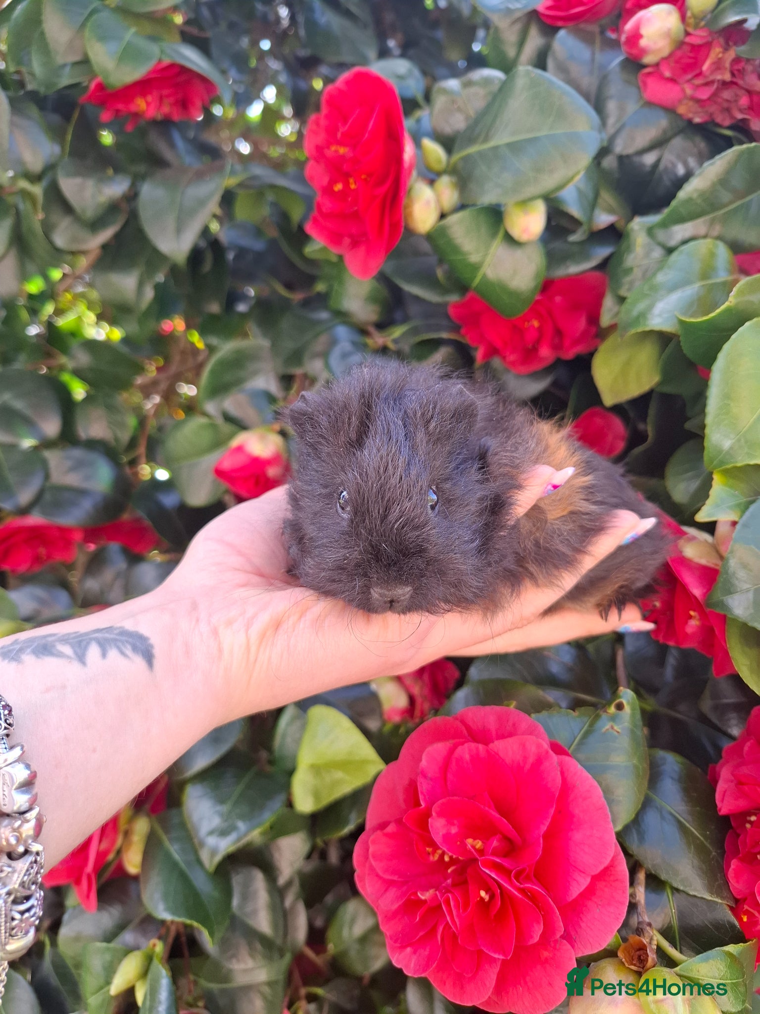 Guinea Pig rodents Marvelous males - Advert 13