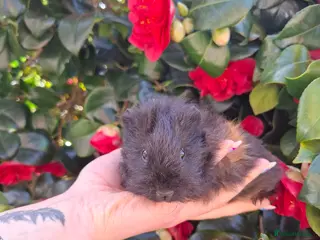 Guinea Pig rodents Marvelous males - Advert 13