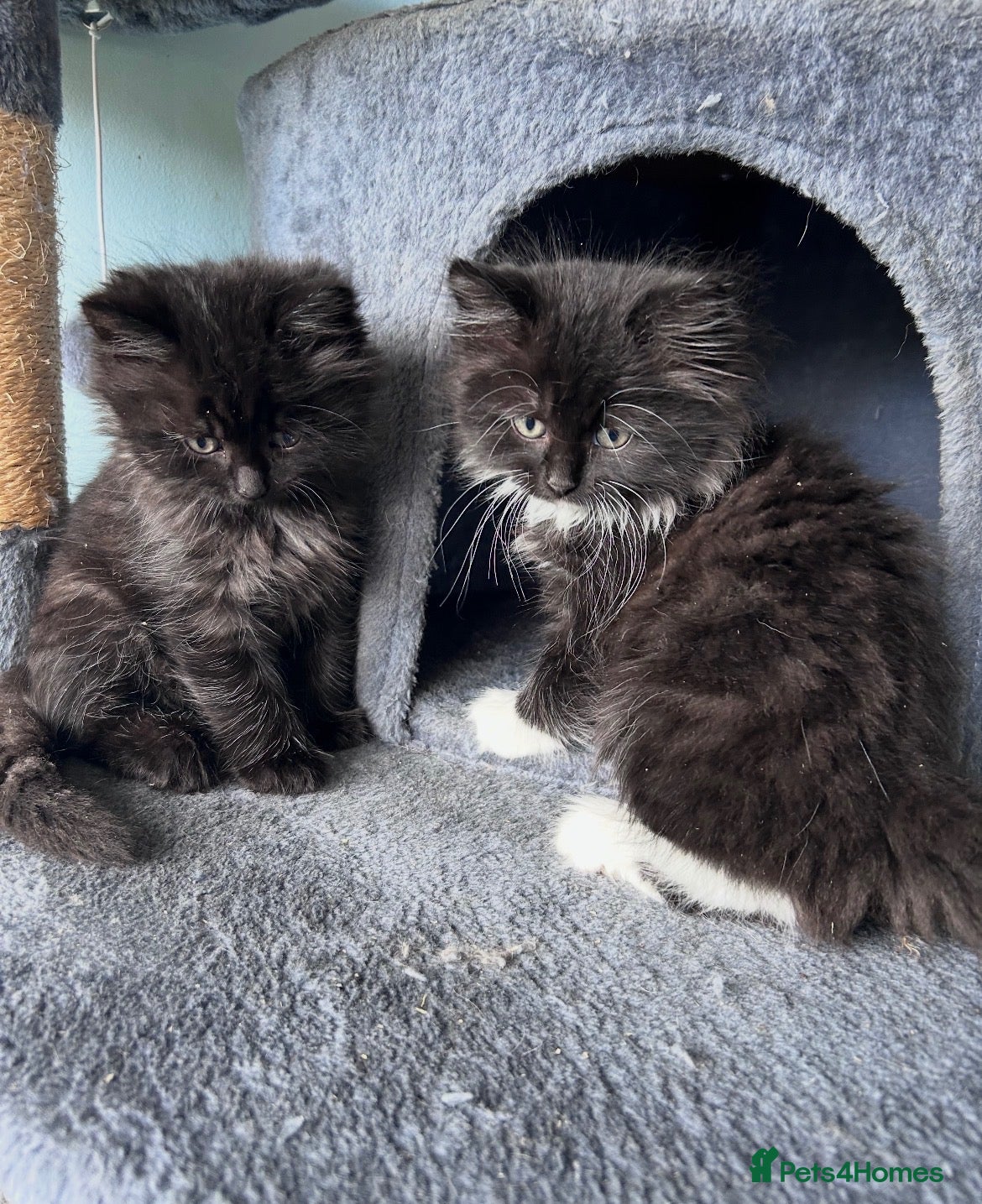 Mixed Breed cats Ready now Beautiful long haired kittens  - Advert 1