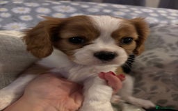 Cavalier King Charles Spaniel dogs for sale: Gorgeous Cavalier King Charles Spaniel Puppy - Image 4