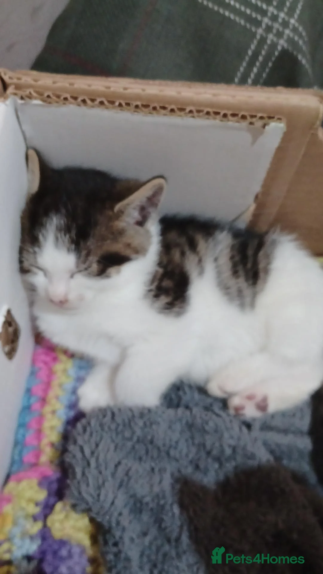 Mixed Breed cats for sale: 3boys&3 girls - Advert 29