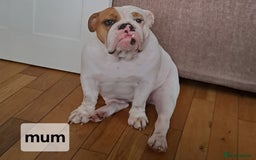 English Bulldog dogs for sale: Kennel club registered English bulldog puppies  - Image 21
