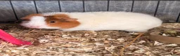 Guinea Pig rodents for sale: Blossom- Female piggy looking for a home  - Advert 1