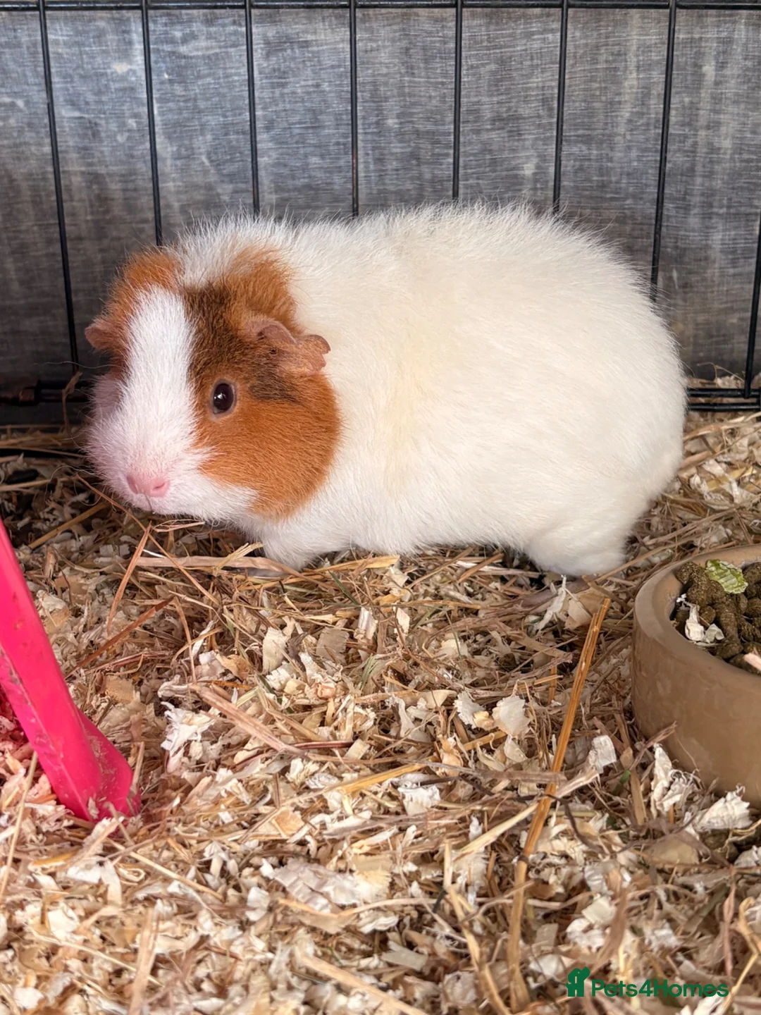 Guinea Pig rodents for sale: Blossom- Female piggy looking for a home  - Advert 1