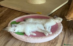 Ragdoll cats for sale: All looking a swt loving HM - Advert 6