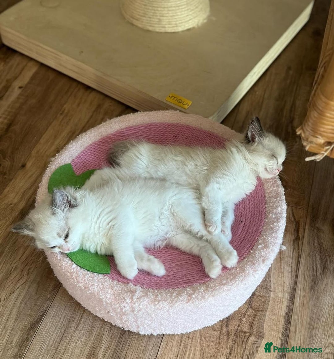 Ragdoll cats for sale: All looking a swt loving HM - Advert 6