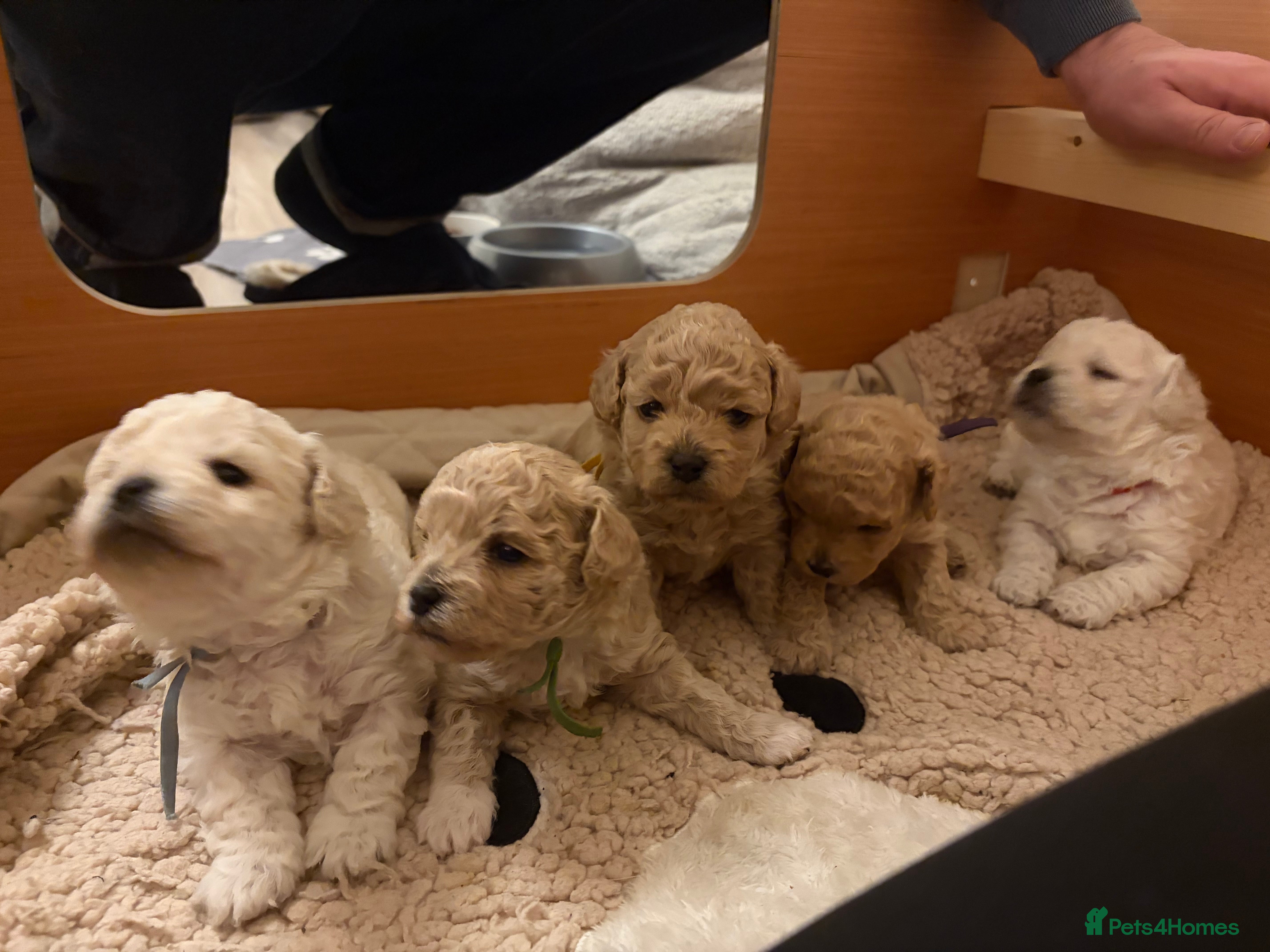 Mixed Breed dogs 5 Beautiful Poochon Puppies For Sale - Advert 14