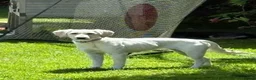 Mixed Breed dogs for adoption: Sweet Camille is looking for her forever home - Advert 2