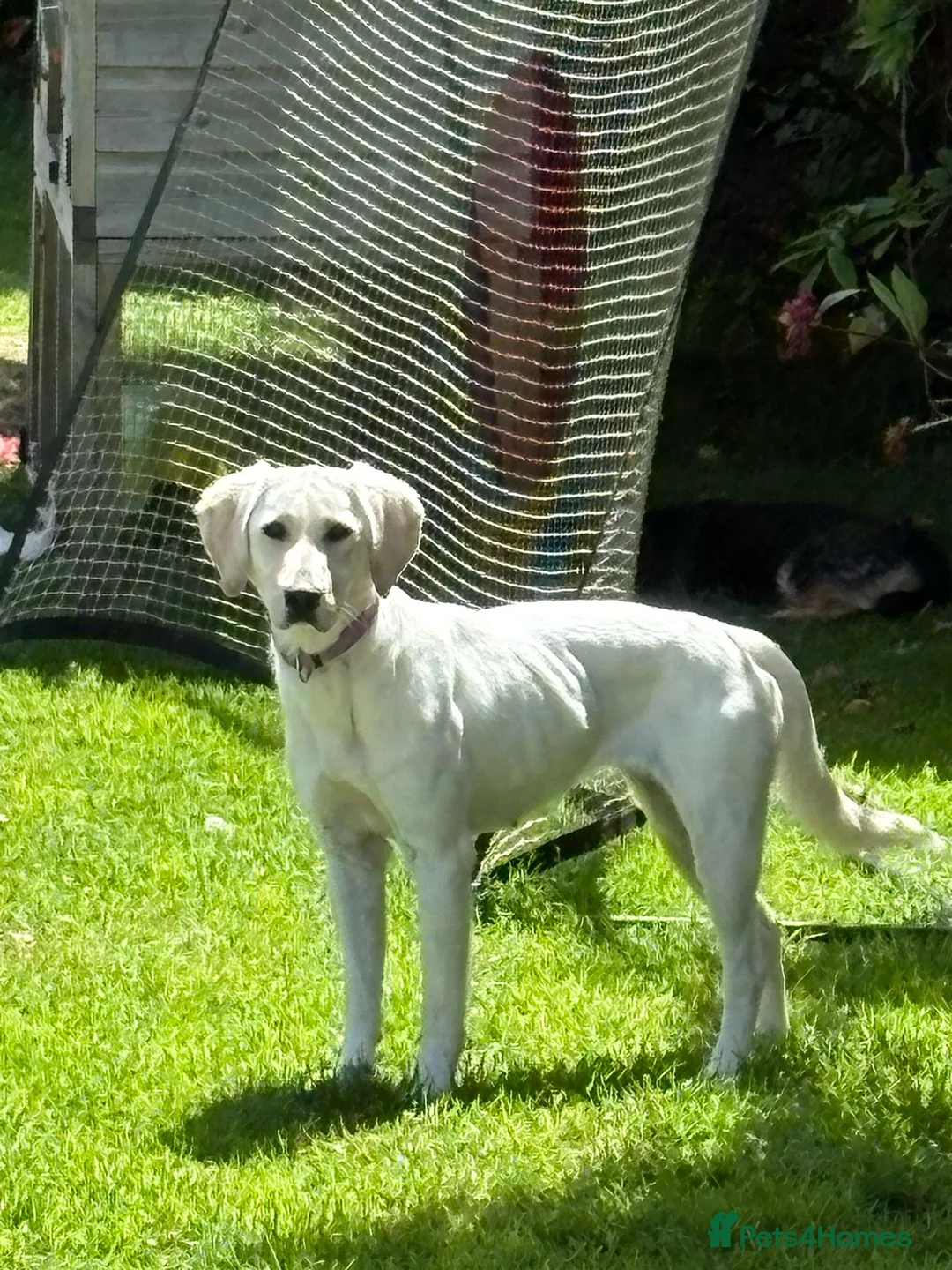 Mixed Breed dogs for adoption: Sweet Camille is looking for her forever home - Advert 2