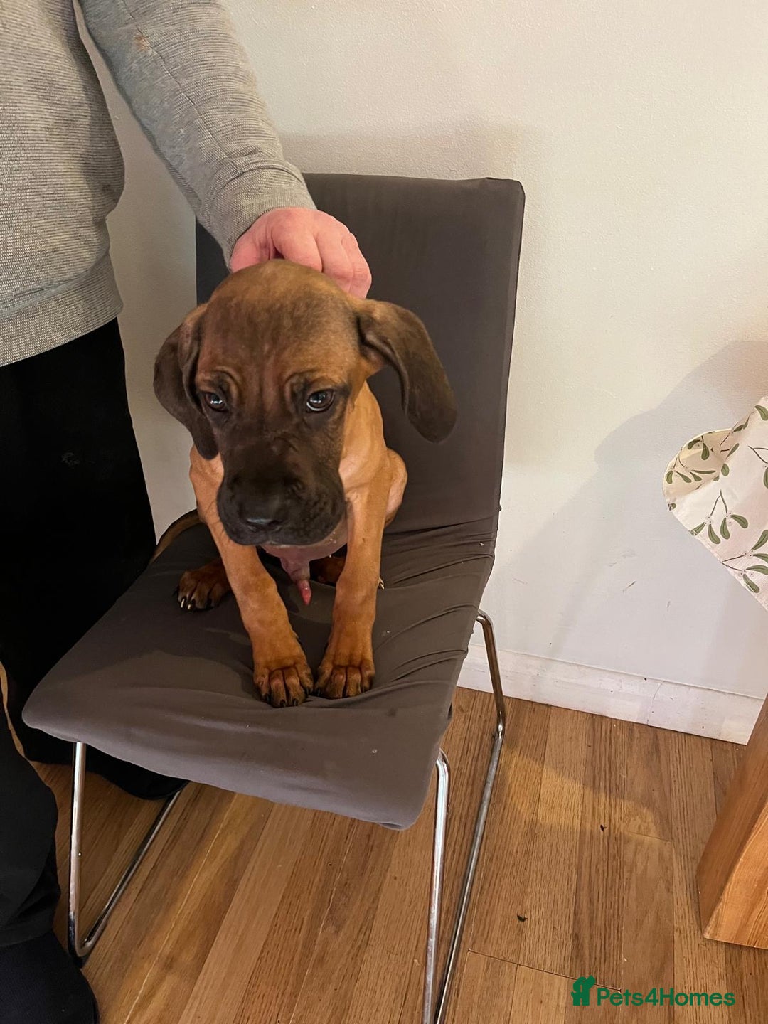 Cane Corso dogs for sale: 4 chunky confident cane corsos males available  - Advert 1