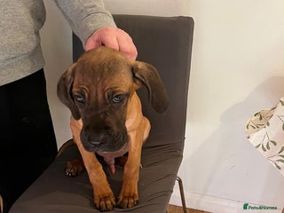 Cane Corso dogs 4 chunky confident cane corsos males available - Advert 5