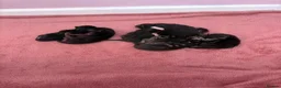 Mixed Breed cats for sale: Litter of 7 kittens  - Advert 20