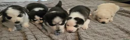 Siberian Husky dogs for sale: 5 Beautiful Husky puppies  in Neath - Advert 9