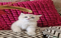 British Shorthair cats for sale: GOLDEN BRITISH SHORTHAIR KITTENS TICA  - Image 24