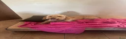 Mini Goldendoodle dogs for sale: Bobby – Beautiful Goldendoodle Healthy Boy - Advert 4