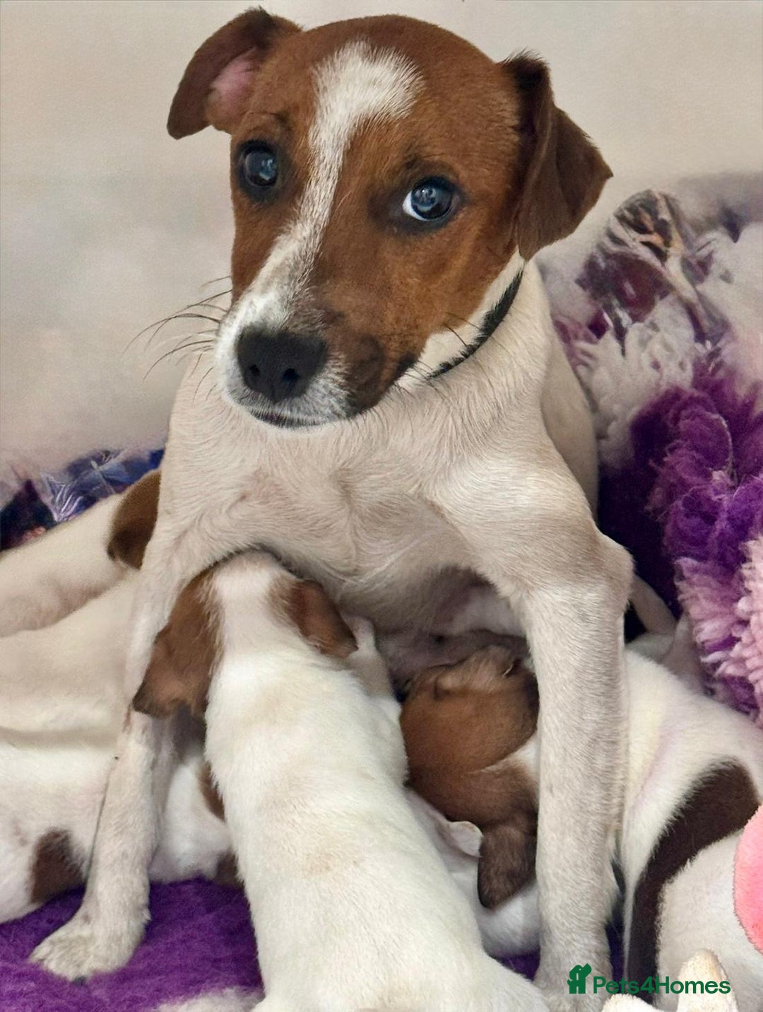 Jack Russell dogs for sale: Jack Russell puppy  - Image 7