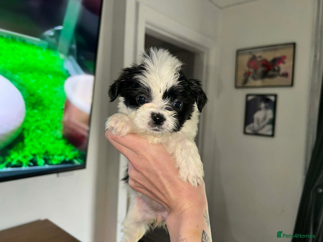 Zuchon dogs for sale: Bichon x Westie x Shih zu  - Advert 8