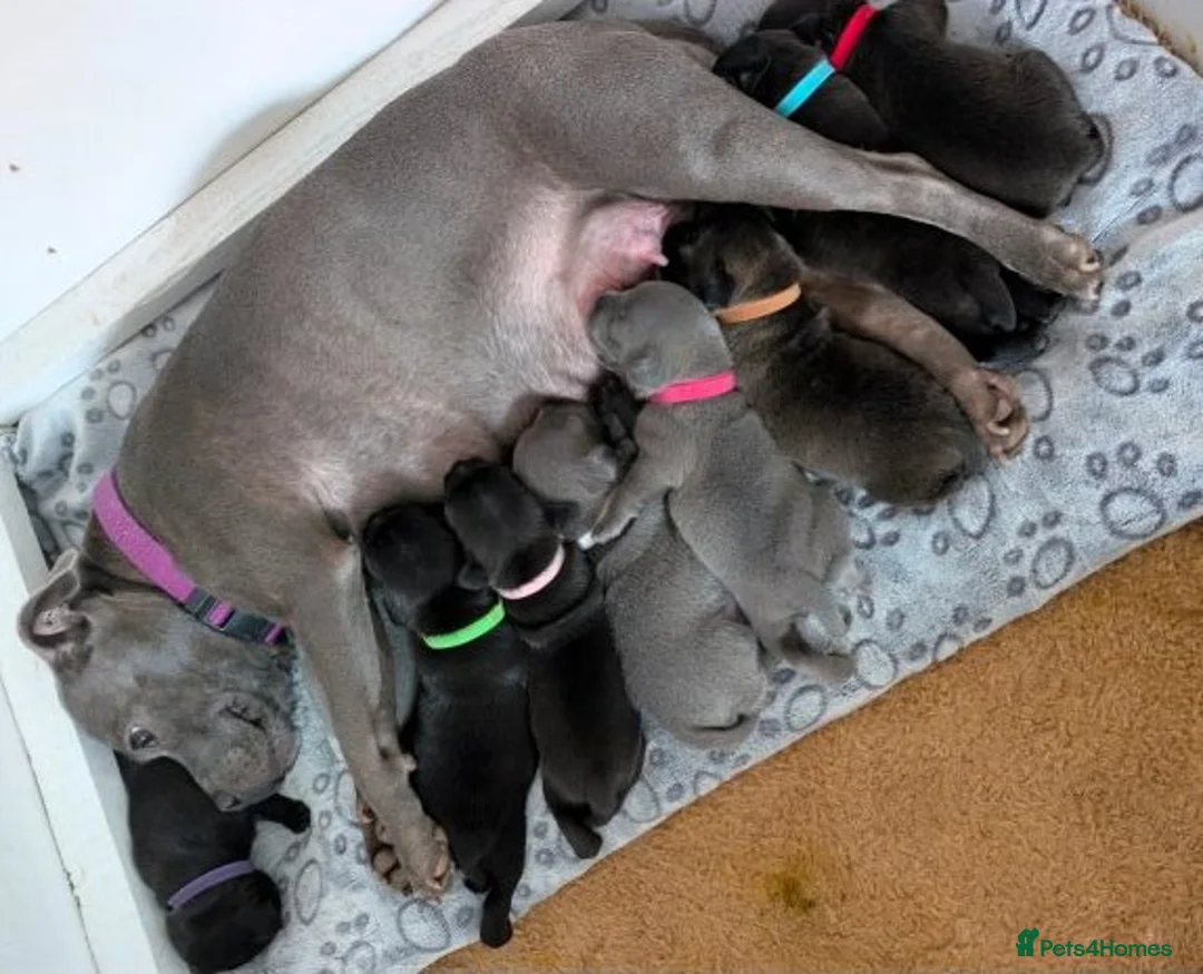 Staffordshire Bull Terrier dogs for sale: Blue Staffordshire Bull Terrier puppies Available  in London - Advert 2
