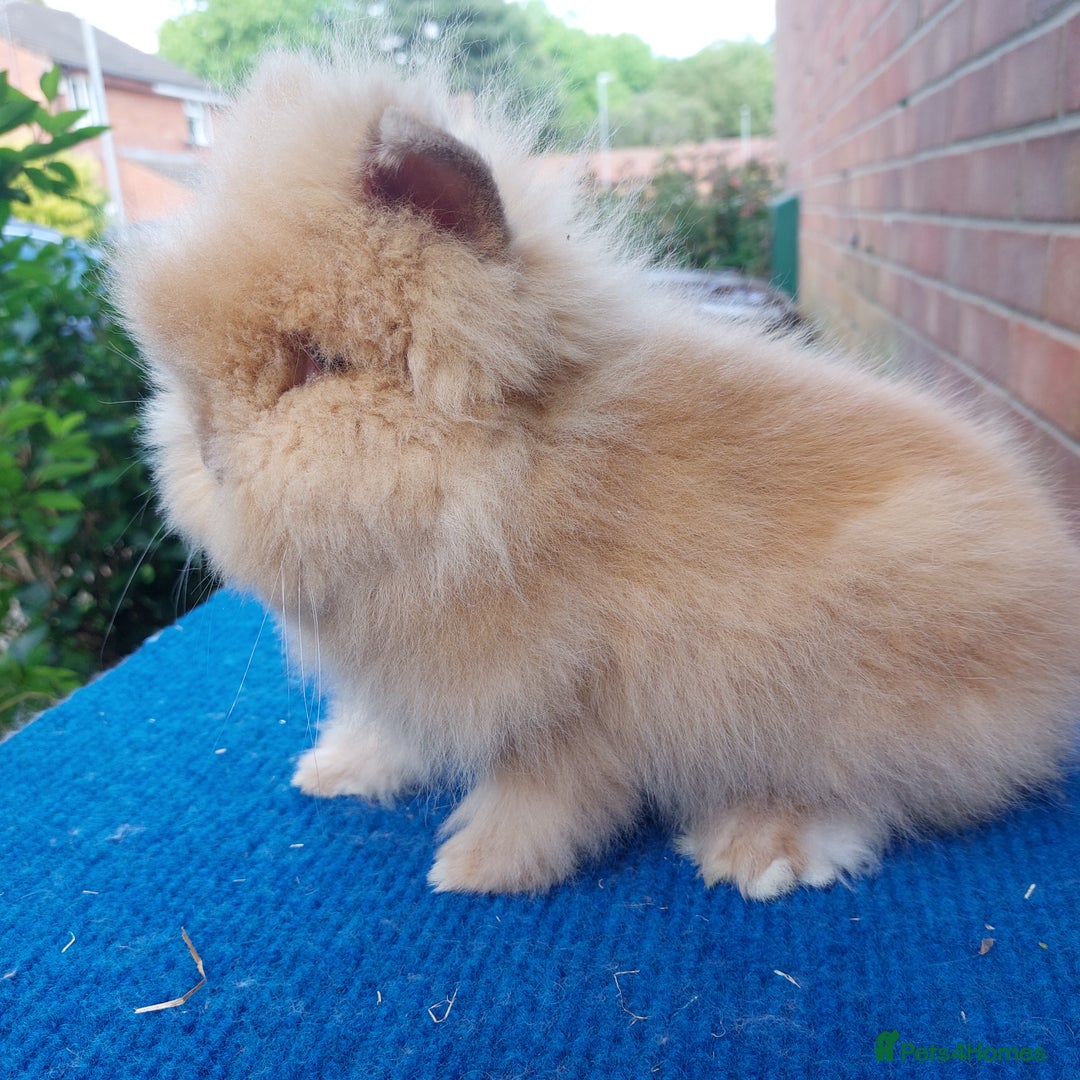 Mini Lop rabbits for sale: PUREBRED DOUBLE/ TEDDY LION HEAD BABIES  - Image 9
