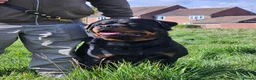 Rottweiler dogs for sale: Strong working line Rottweiler pups for sale in Dartford - Advert 6
