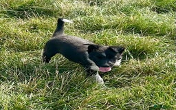 Border Collie dogs for sale: Border collie puppies  - Image 7