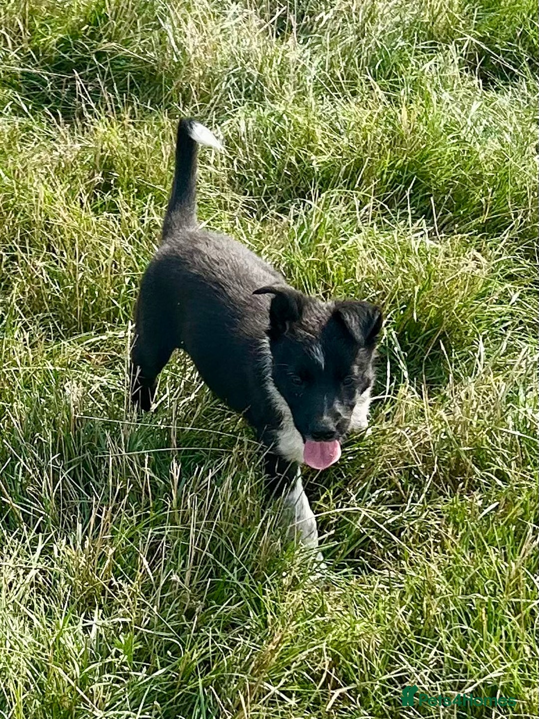 Border Collie dogs for sale: Border collie puppies  - Image 7