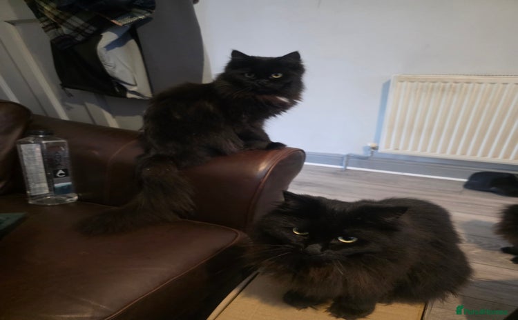 Ragdoll cats for sale - Advert 1