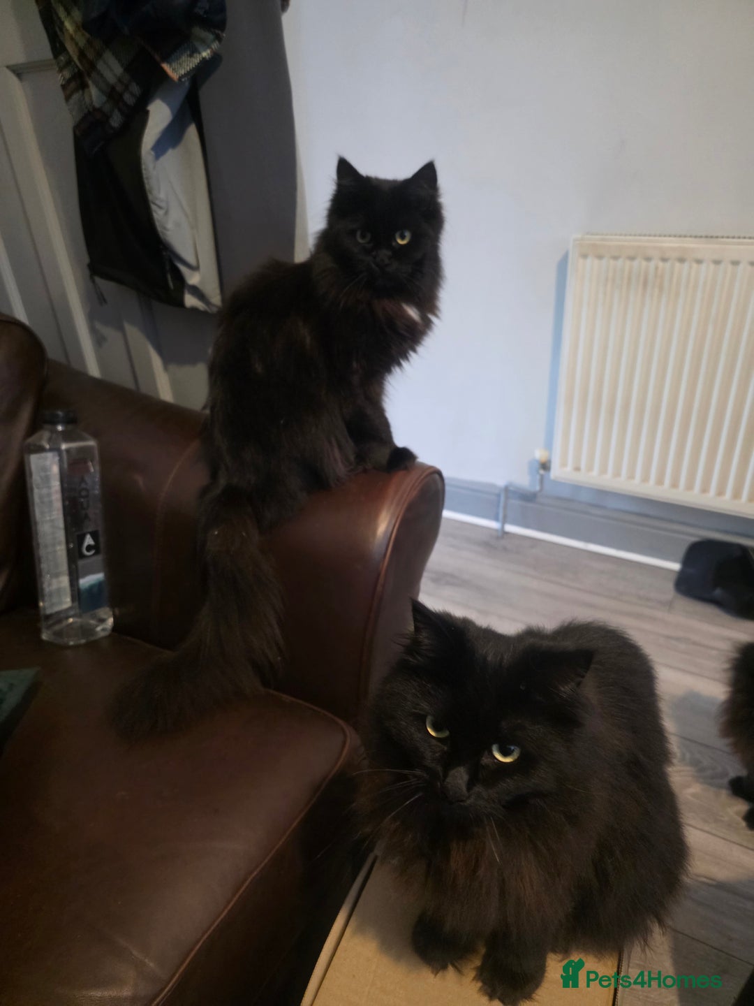Ragdoll cats for sale: Bruther and sister all black ragdolls - Image 1