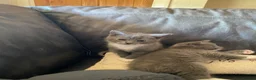 Mixed Breed cats for sale: 3 gorgeous kittens ready for new home - Advert 2