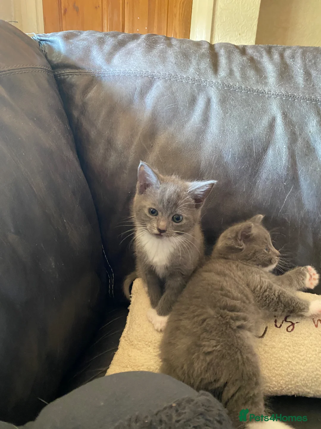 Mixed Breed cats for sale: 3 gorgeous kittens ready for new home - Advert 2