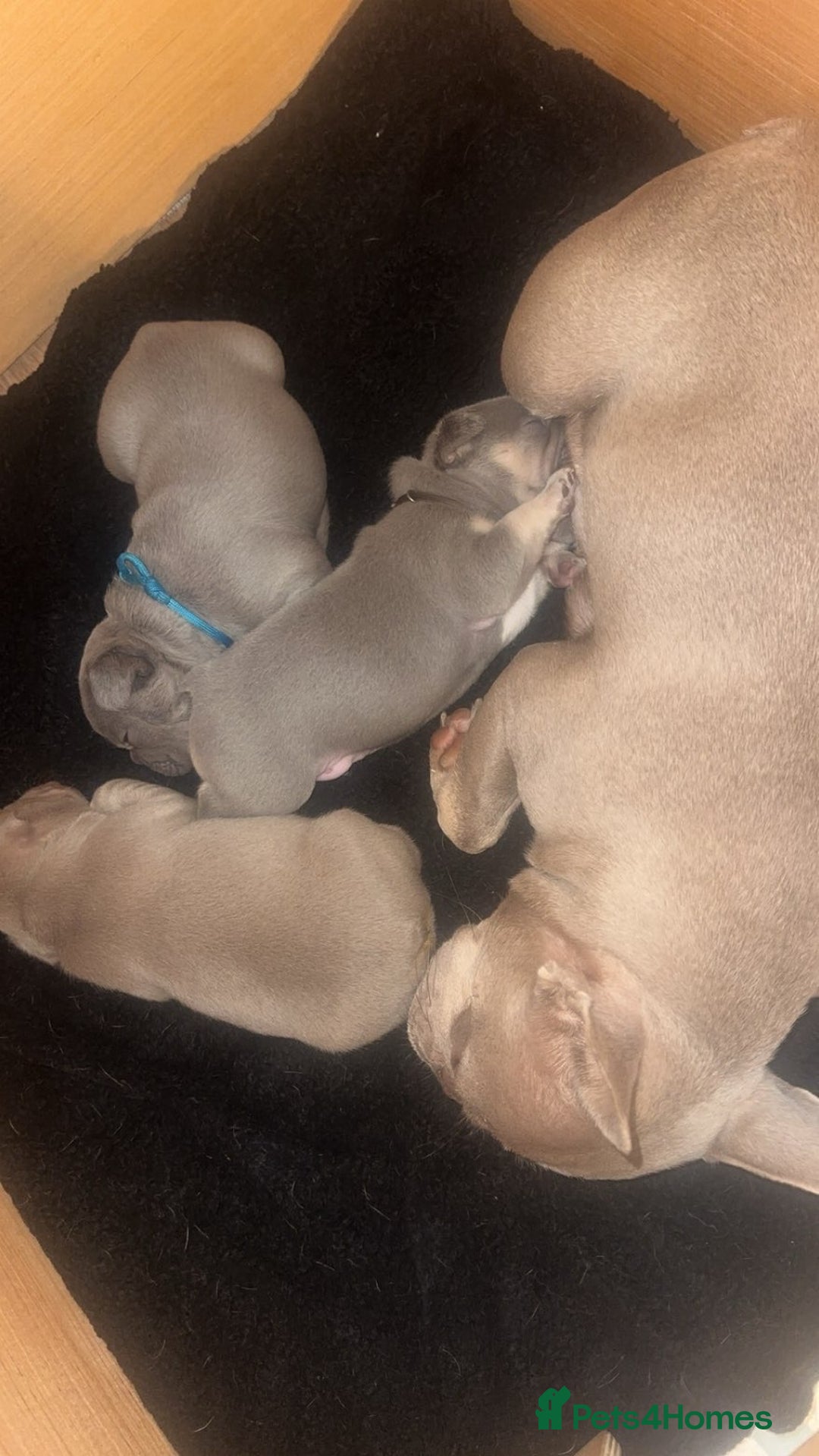 French Bulldog dogs for sale: French bulldog puppies for sale 💥‼️ - Image 4