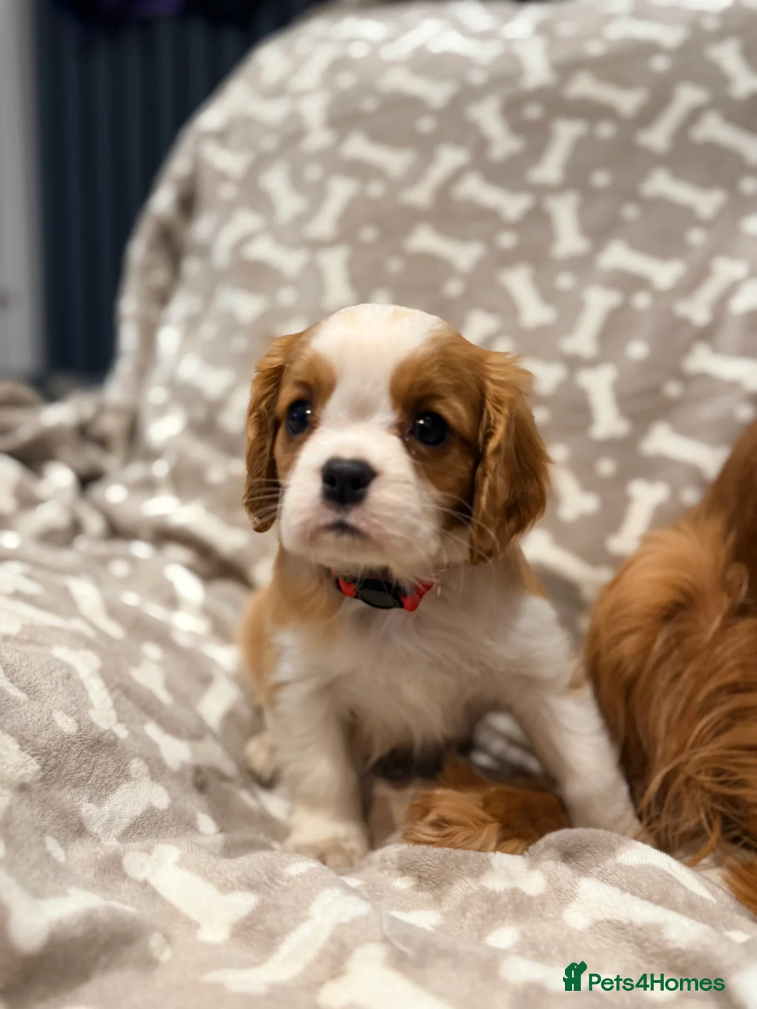 Cavalier King Charles Spaniel dogs for sale: Quality KC reg puppies from Health Tested Parents - Advert 2