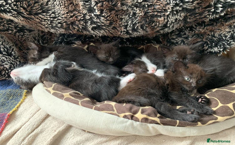 Domestic Shorthair cats - Advert 1