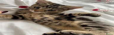 Kitten 1