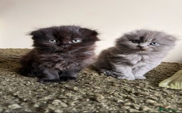 Scottish Fold cats for sale: 2 female Scottish fold cross kittens for sale  - Image 1