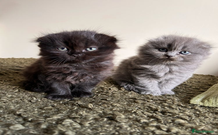 Scottish Fold cats - Advert 1