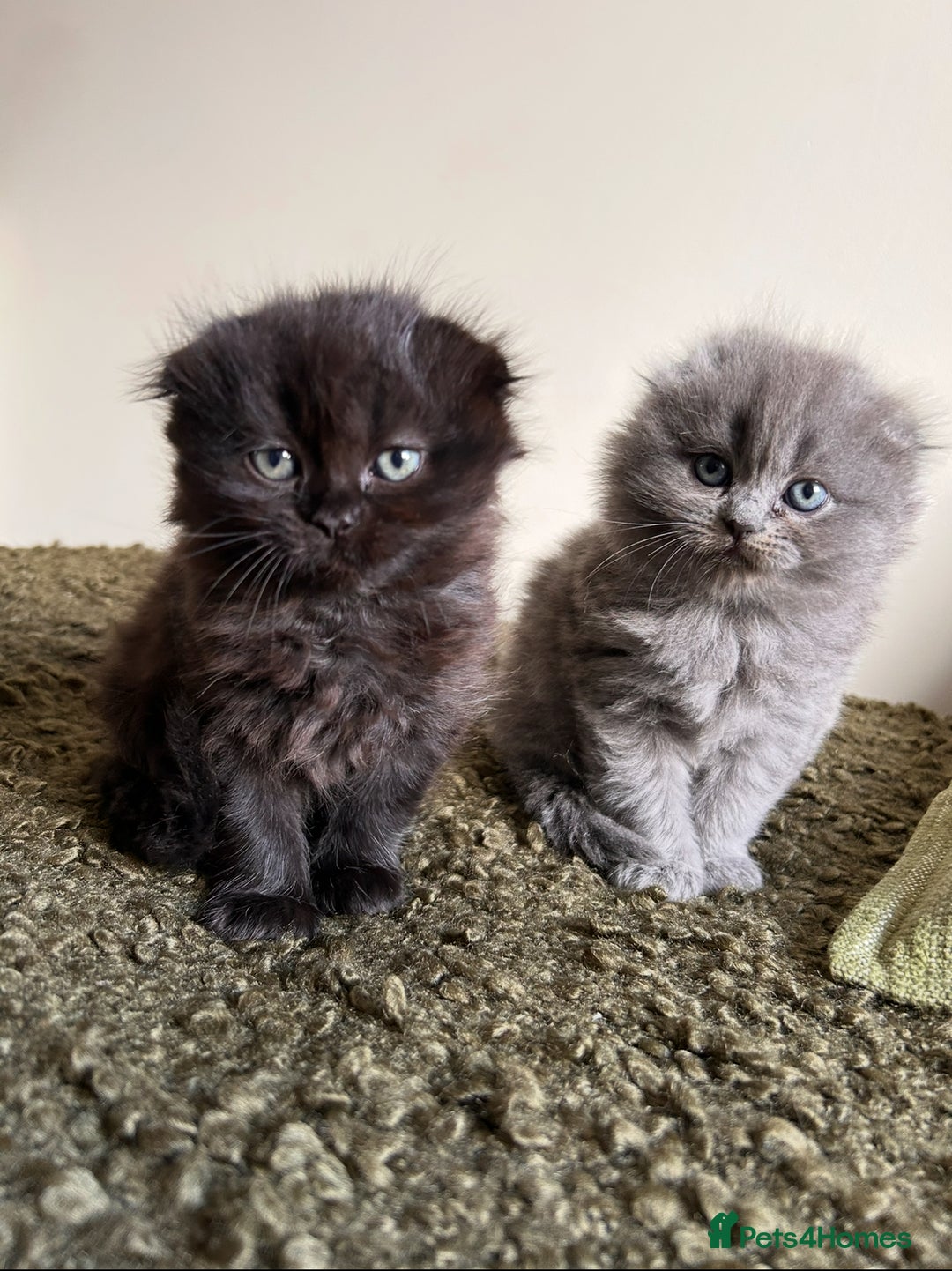 Scottish Fold cats for sale: 2 female Scottish fold cross kittens for sale  - Image 1