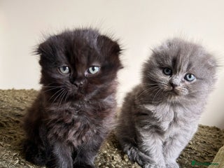 Scottish Fold cats - Advert 1
