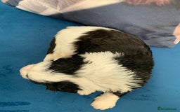 Sheepadoodle dogs for sale: Medium Sheepadoodle Puppies Available  - Image 30