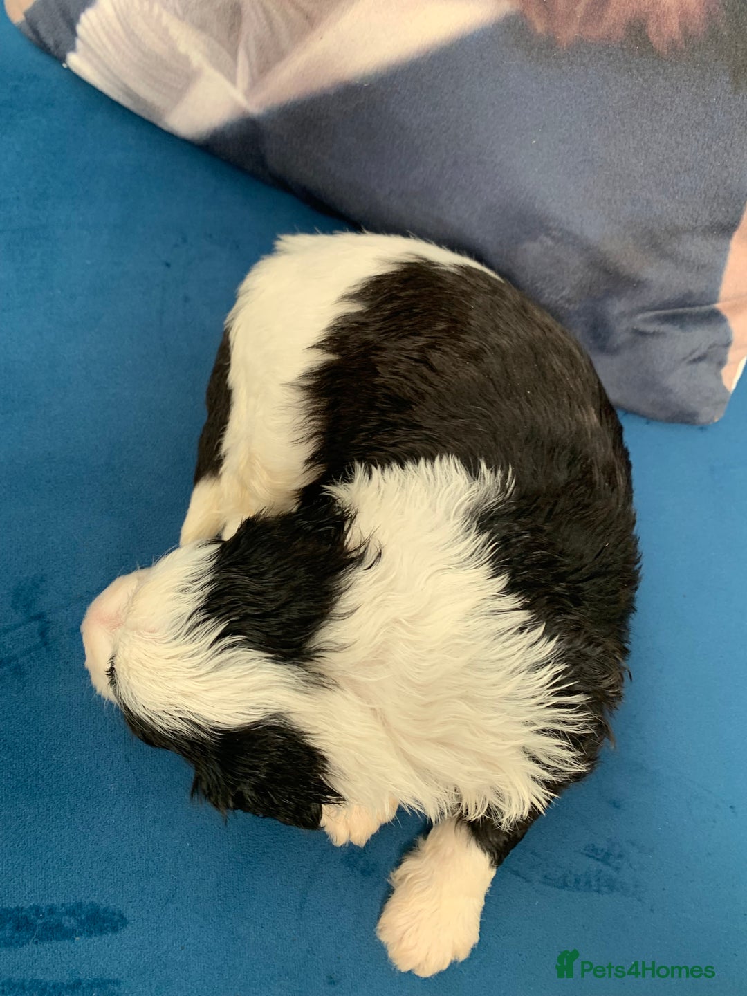 Sheepadoodle dogs for sale: Medium Sheepadoodle Puppies Available  - Image 30