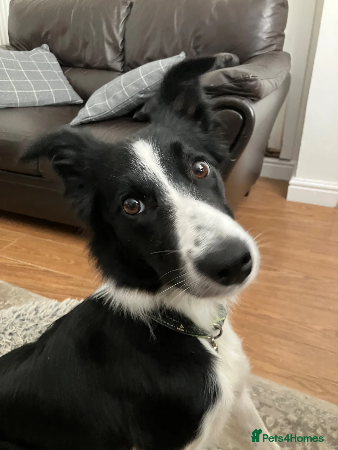Border Collie dogs for sale: Female Border Collie 12 months  in Derby - Advert 2