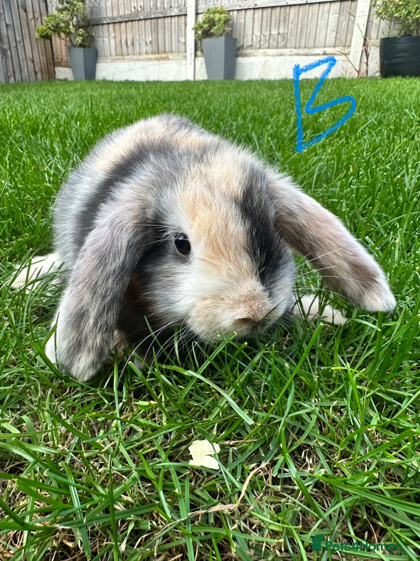 Mini Lop rabbits Mini Lop Rabbits For Sale  - Advert 2