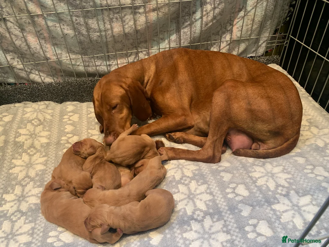 Hungarian Vizsla dogs for sale: Stunning litter of KC Hungarian Vizslas  - Advert 4